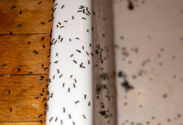 Best Local Pest Control Services  in Anna, IL